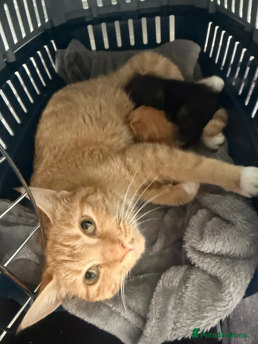Mixed Breed cats for sale: 2 kittens  in Havant - Advert 2
