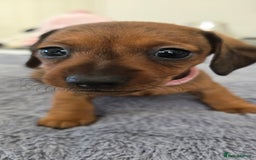 Miniature Dachshund dogs for sale: Miniature dachshund KC registered  - Image 3