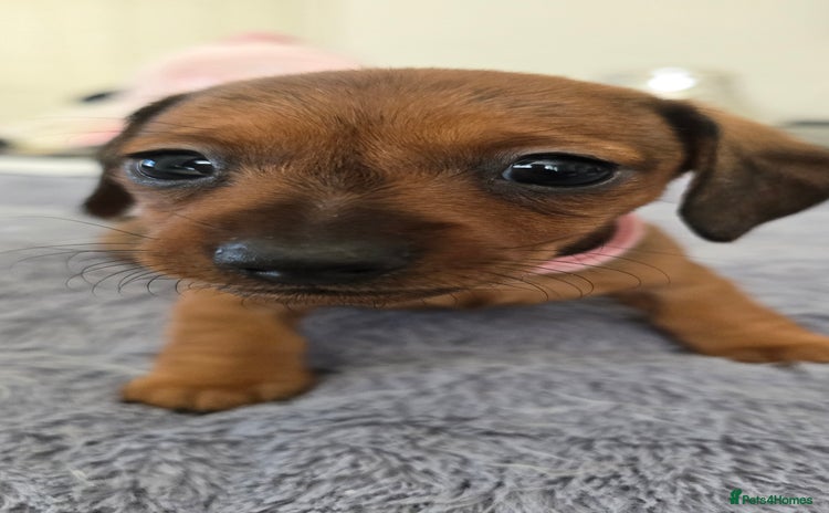 Miniature Dachshund dogs - Advert 10