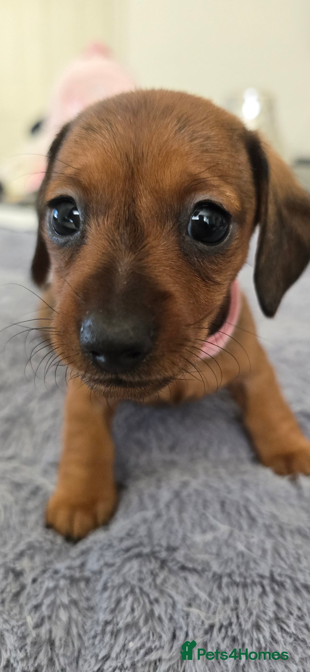 Miniature Dachshund dogs for sale: Miniature dachshund KC registered  - Image 3