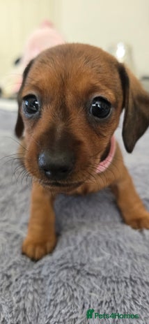 Miniature Dachshund dogs - Advert 14