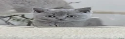 British Shorthair cats for sale: 100% PURE BSH GIRLS champion show quality  - Advert 13