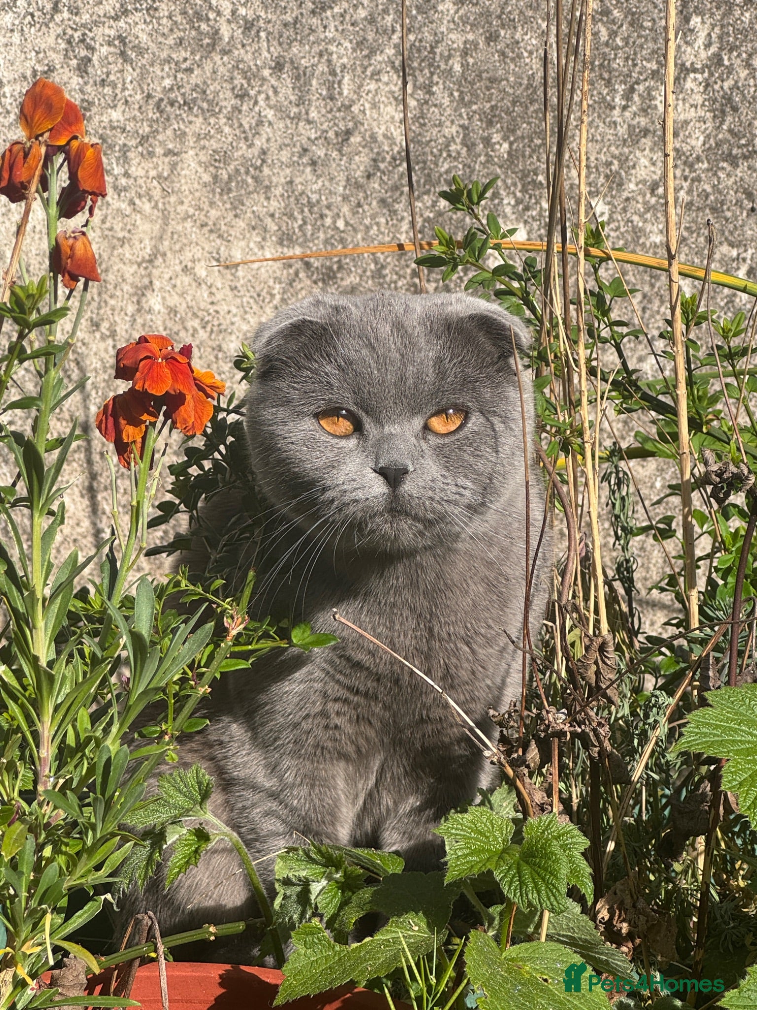Scottish Fold cats Scottish Fold x American Wirehair Kittens - Advert 2