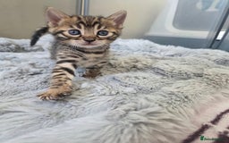 Bengal cats for sale: Lovely bengal kittens(Tica reg.)😍 - Image 35