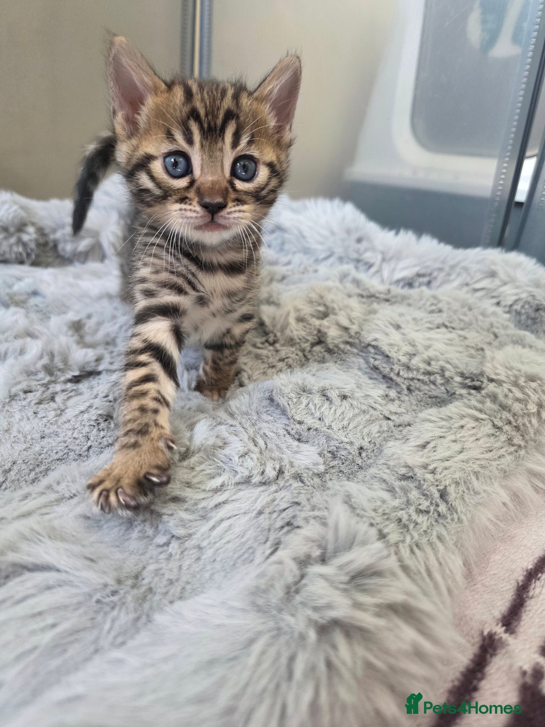 Bengal cats for sale: Lovely bengal kittens(Tica reg.)😍 - Image 35