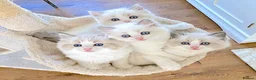 Ragdoll cats for sale: READY NOW *** INDOOR FULL PEDIGREE RAGDOLL KITTENS - Advert 13