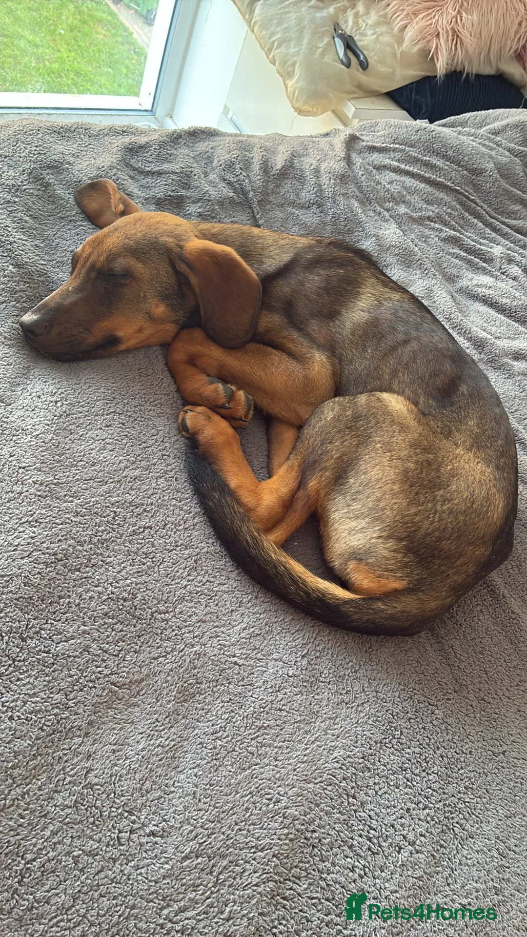 Mixed Breed dogs for sale: Puppy Kobe  - Advert 3