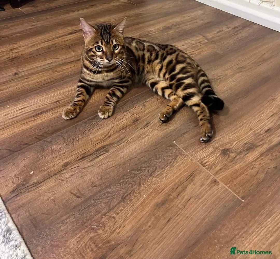 Bengal cats for stud: Adorable pure Bengal boy❤️ for stud in Purfleet - Advert 17