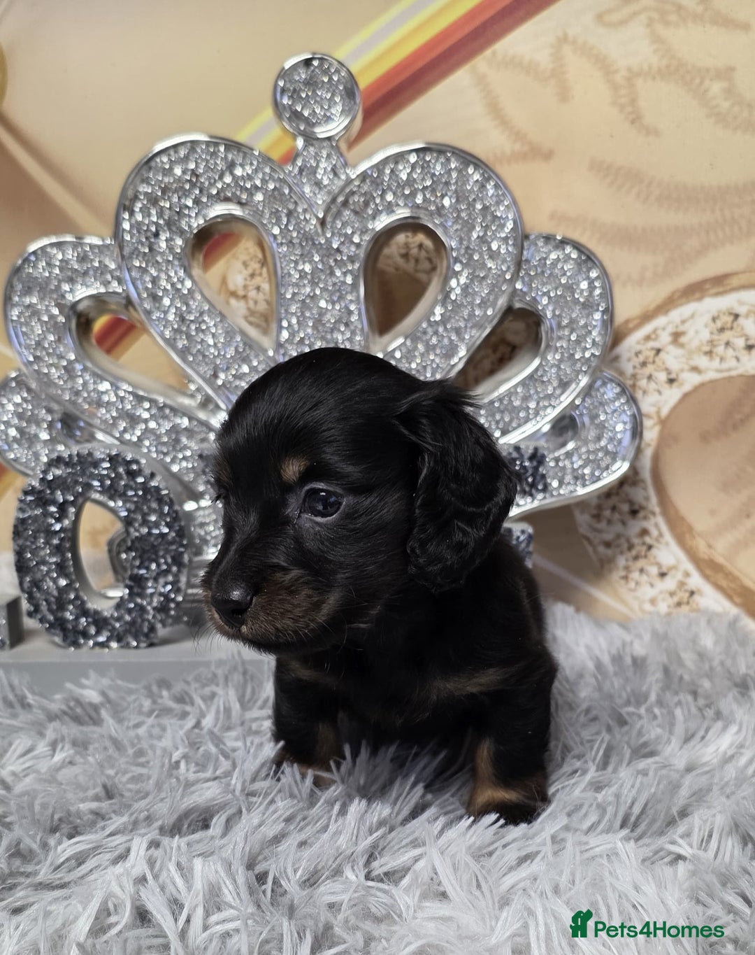 Miniature Dachshund dogs for sale: Adorable KC long coat boys available  - Advert 5