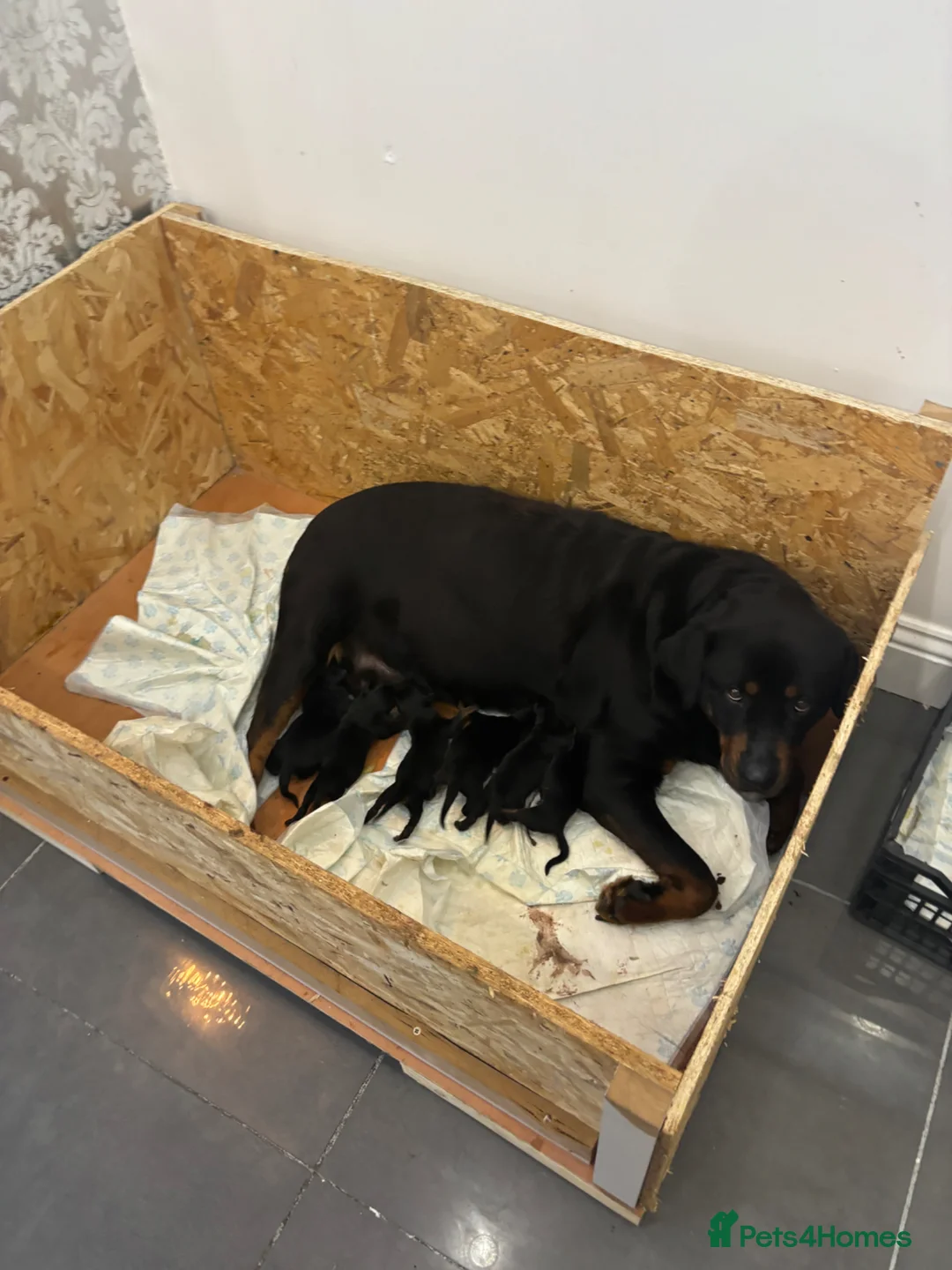 Rottweiler dogs for sale: Big chunky Rottweiler pups  in Saltburn-by-the-Sea - Advert 6