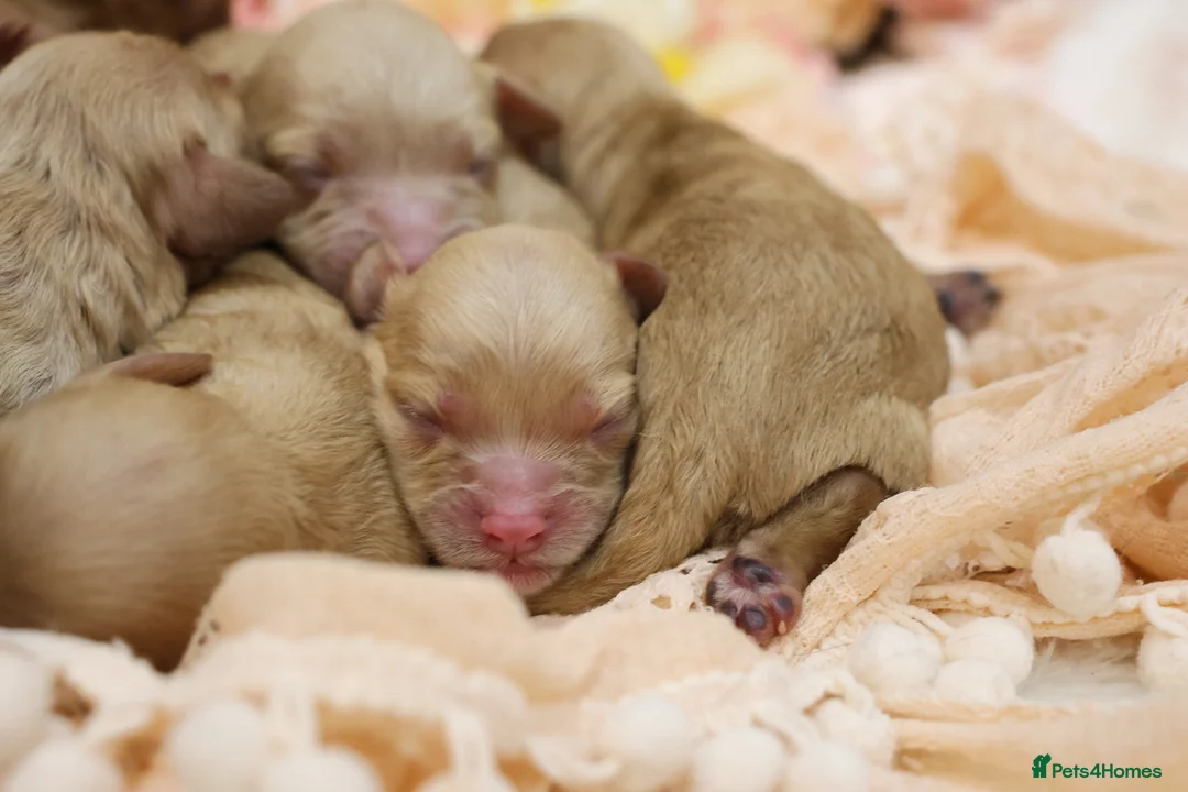 Cavapoo dogs for sale: Health Tested Cavapoo Puppies - Advert 5