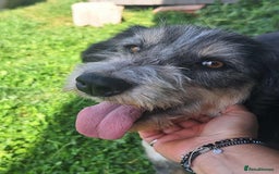 Mixed Breed dogs for adoption: Naty for adoption - Image 2