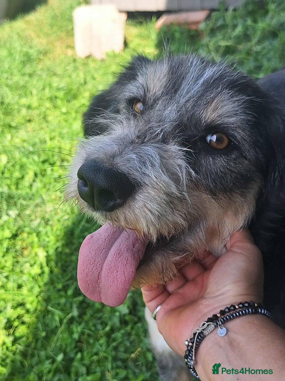 Mixed Breed dogs for adoption: Naty for adoption - Image 2