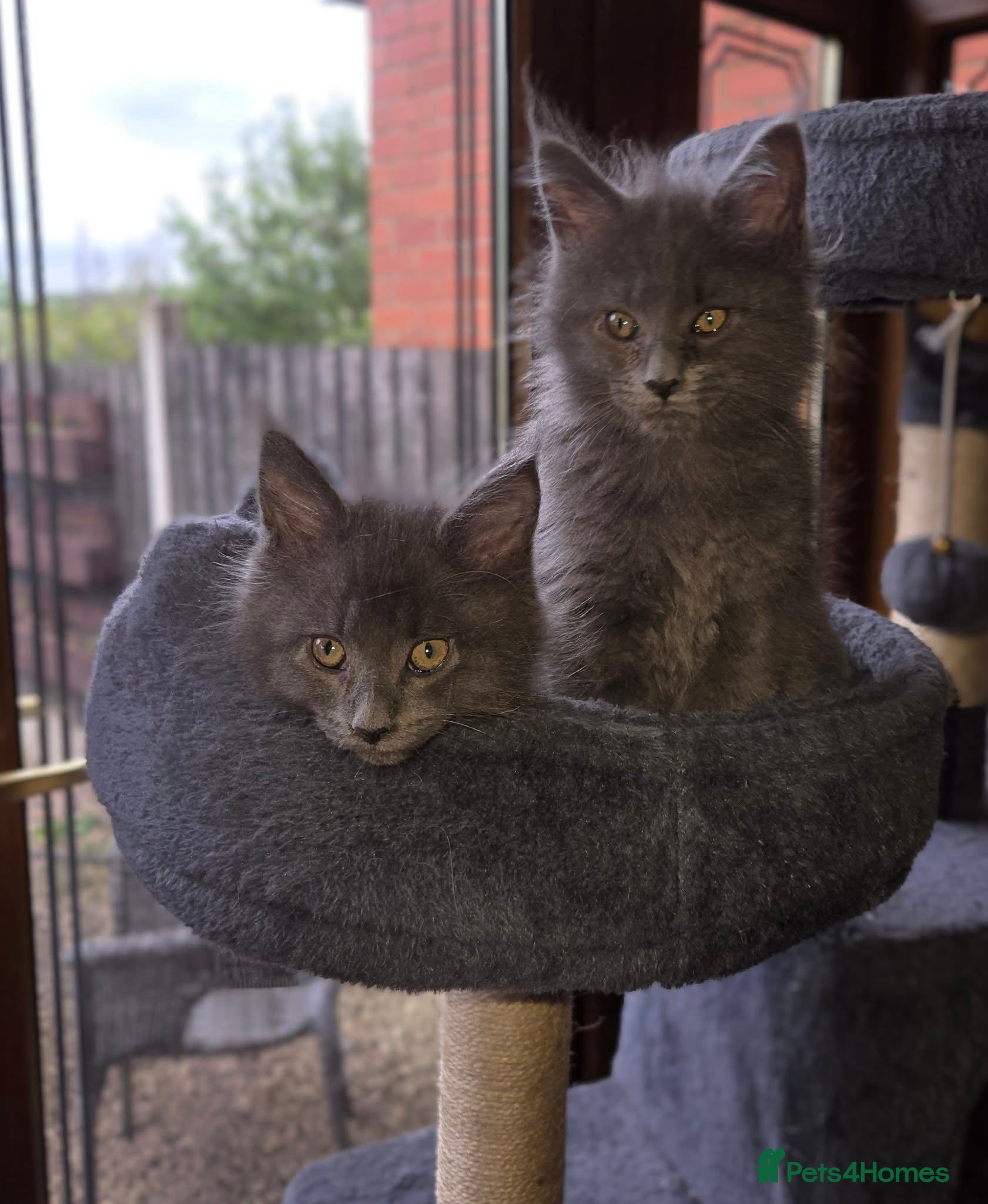Maine Coon cats GCCF Blue Maine Coon litter  - Advert 9
