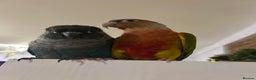 Conures birds for sale: 2x conures mating pair  - Advert 1