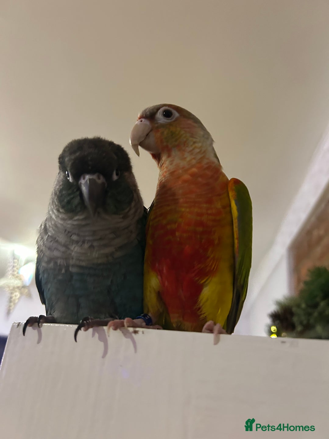 Conures birds for sale: 2x conures mating pair  - Advert 1