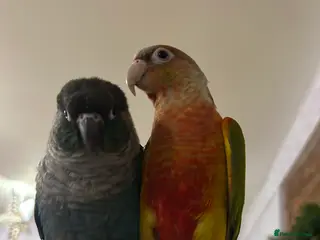 Conures birds 2x conures mating pair - Advert 13