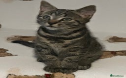Domestic Shorthair cats for sale: Kittens are looking for family  - Image 4