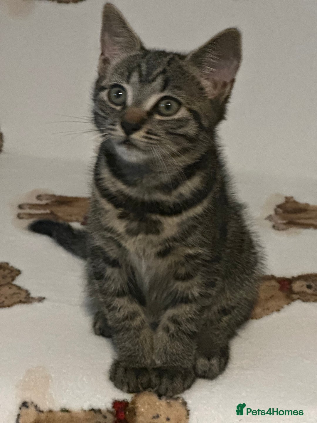Domestic Shorthair cats for sale: Kittens are looking for family  - Image 4