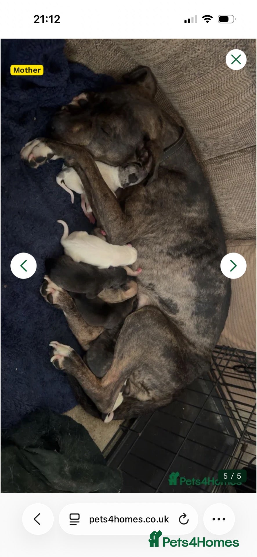 Mixed Breed dogs Puppy for sale - Advert 1