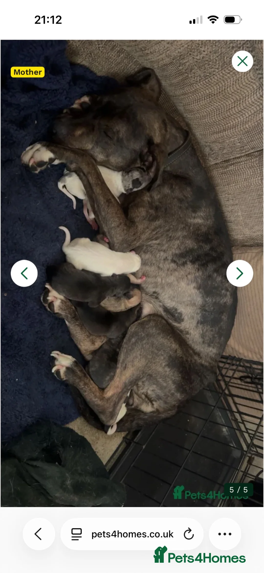Mixed Breed dogs for sale: Puppy for sale in Bristol - Advert 1