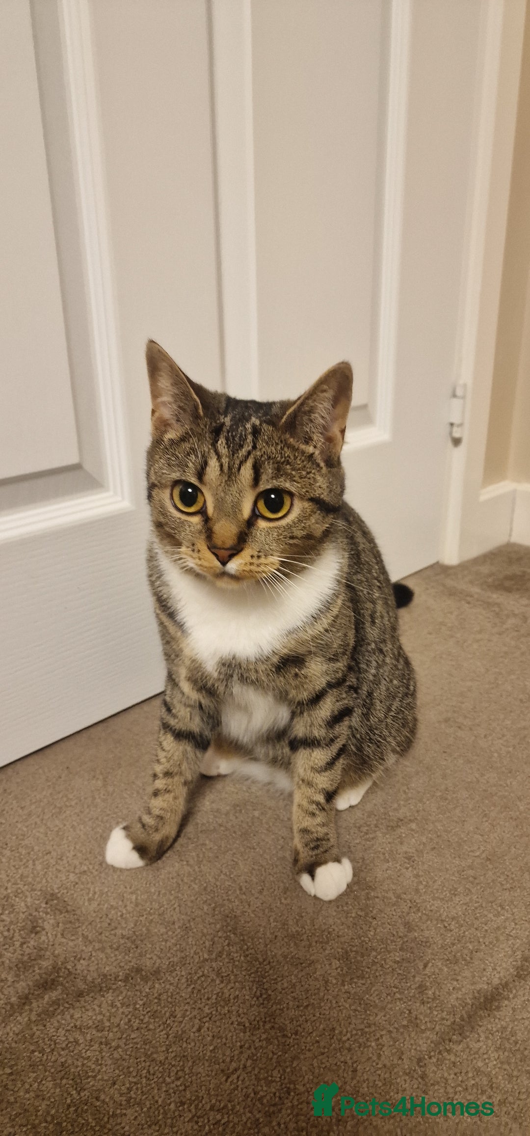 Mixed Breed cats for sale: Cat( for free) - Advert 3