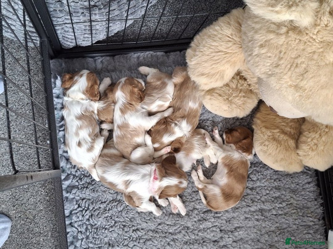 Cavalier King Charles Spaniel dogs for sale: Blenheim Cavalier puppies - Image 2