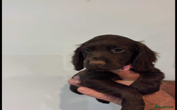 Cocker Spaniel dogs for sale: Cocker spaniel pups KC REG & COUNCIL LICENSED  - Image 4