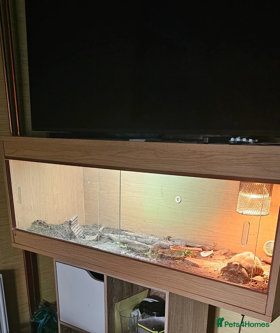 Hermann Tortoise reptiles for sale: Hermann tortoise. - Advert 2