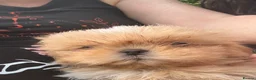 Shih Tzu dogs for sale: Beautiful Shih Tzu Puppies, lovely Temperaments in Port Talbot - Advert 11