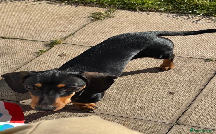 Dachshund dogs - Advert 2