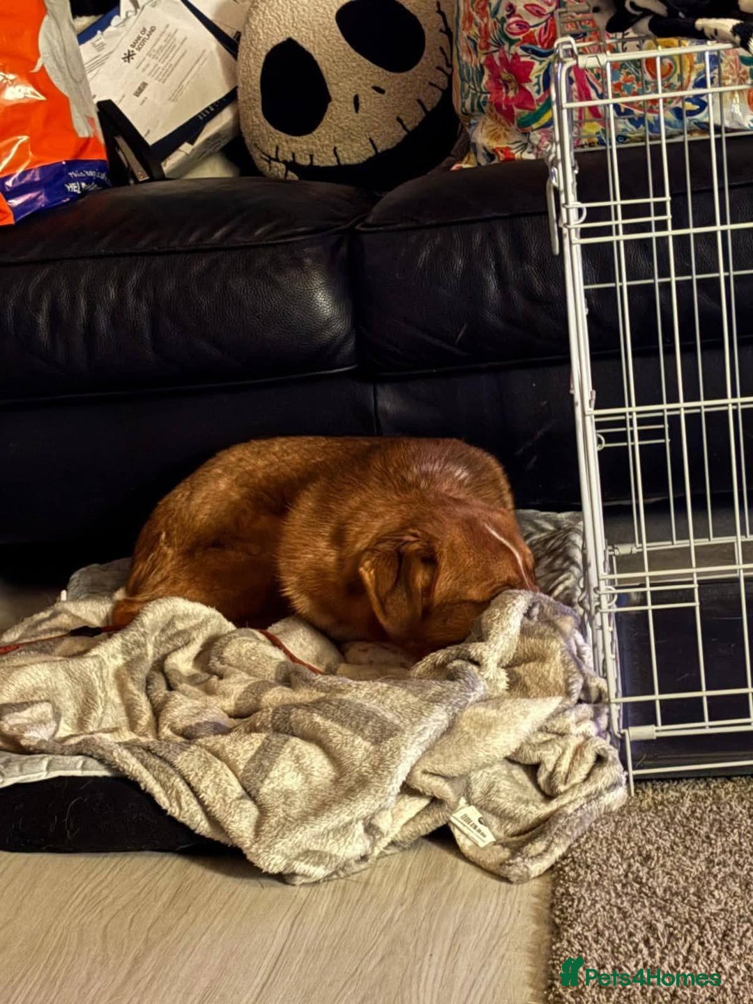 Mixed Breed dogs for adoption: Meet Bella, currently residing in Falkirk  - Advert 6