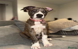 French Bulldog dogs for sale: Urgent: Kalli needs a forever home 🥺 - Image 3