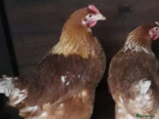 Chickens poultry Warren's brown egg layers - Advert 6