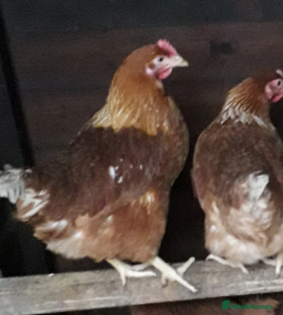 Chickens poultry for sale: Warren's brown egg layers  - Advert 1