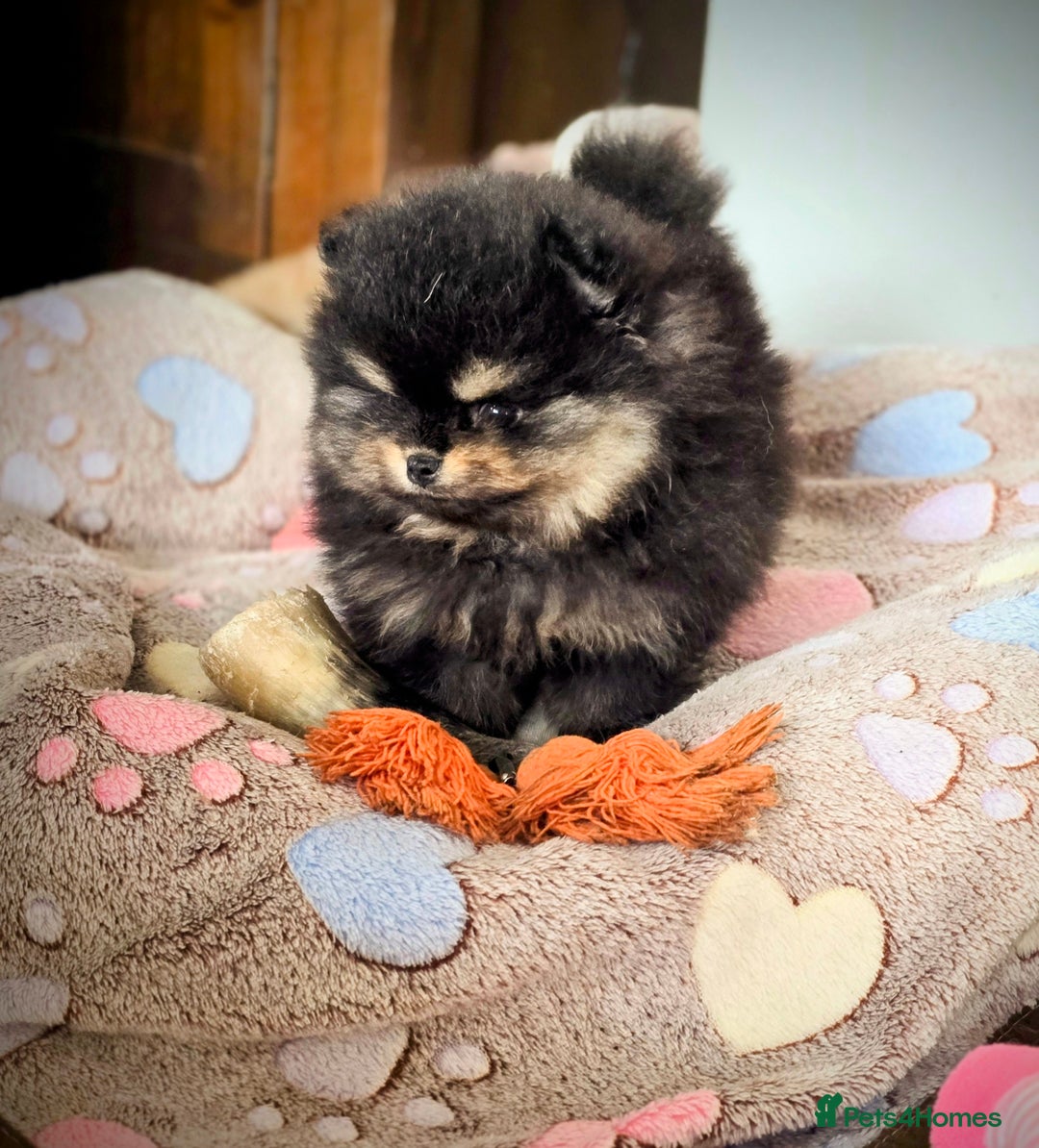 Pomeranian dogs for sale: Tiny Teddy Bear Pomeranians - Image 11
