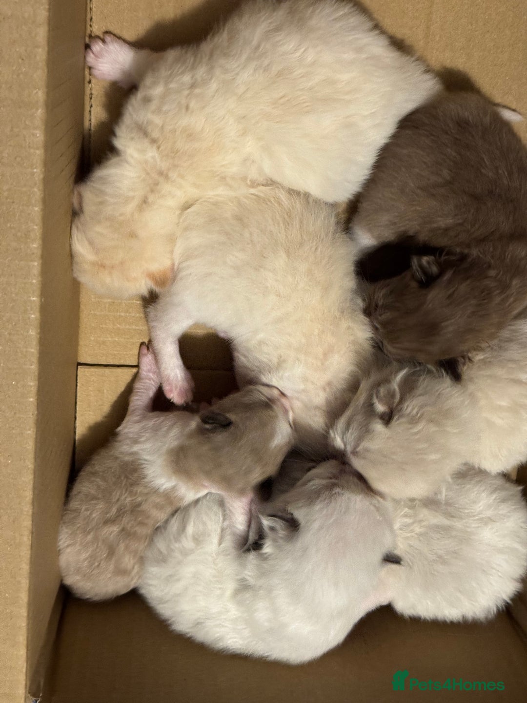 Ragdoll cats for sale: Tortie flame mink sepia tica  - Image 12