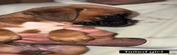 Boxer dogs for sale: 5 Gorgeous Kennel Club Registered Boxer Puppies - Advert 8