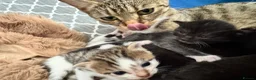 Mixed Breed cats for sale: Kittens mixed breed - Advert 1