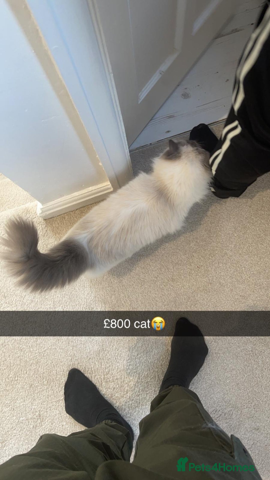 Ragdoll cats for sale: Mixed breed Ragdoll - Image 3