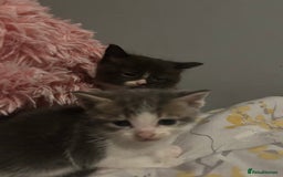 Mixed Breed cats for sale: Female kitten looking for home - Image 26
