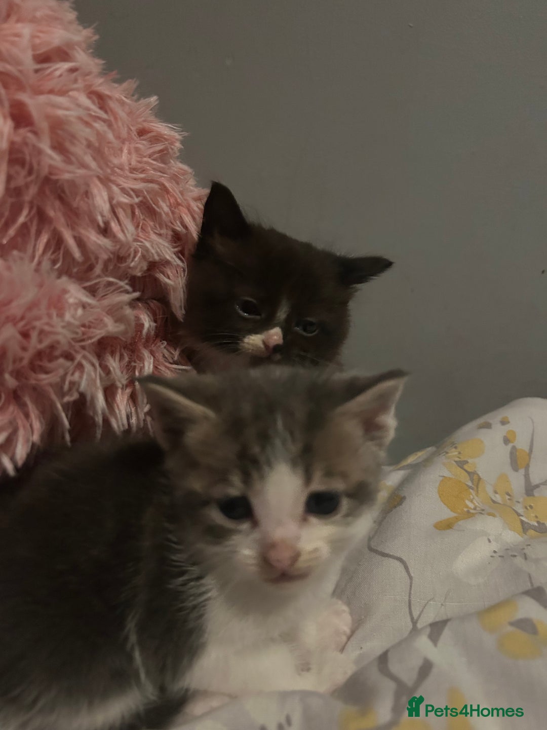 Mixed Breed cats for sale: Female kitten looking for home - Image 26