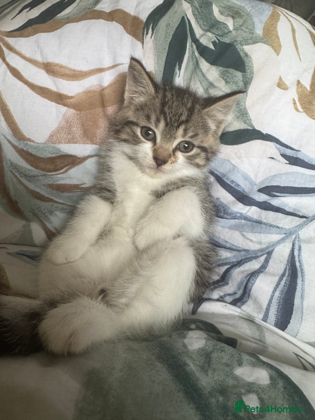 Mixed Breed cats for sale: Kittens adorable  - Advert 5