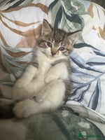 Mixed Breed cats - Advert 7