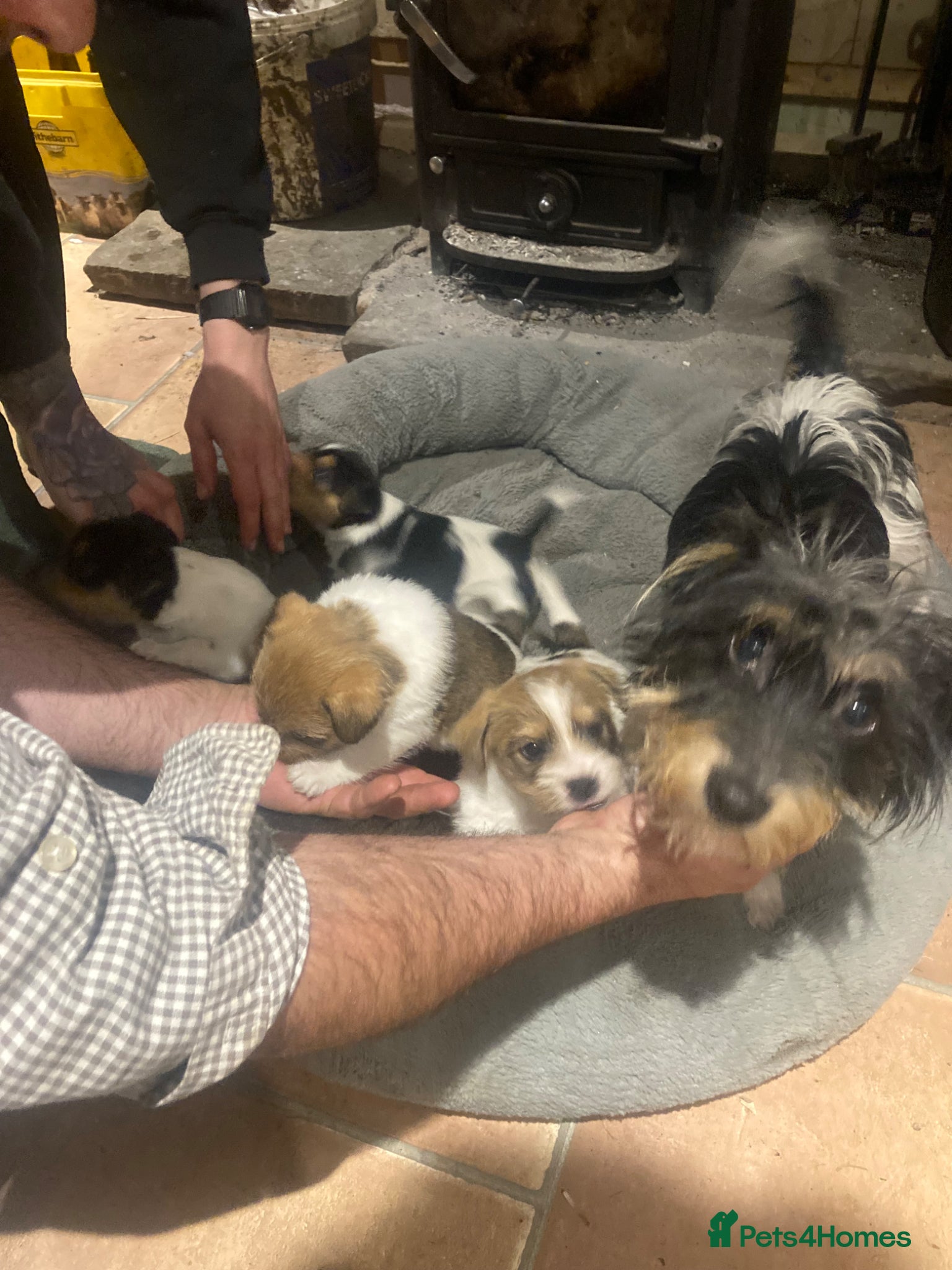 Jack Russell dogs Short legged rough haired Jack Russell puppies  - Advert 1