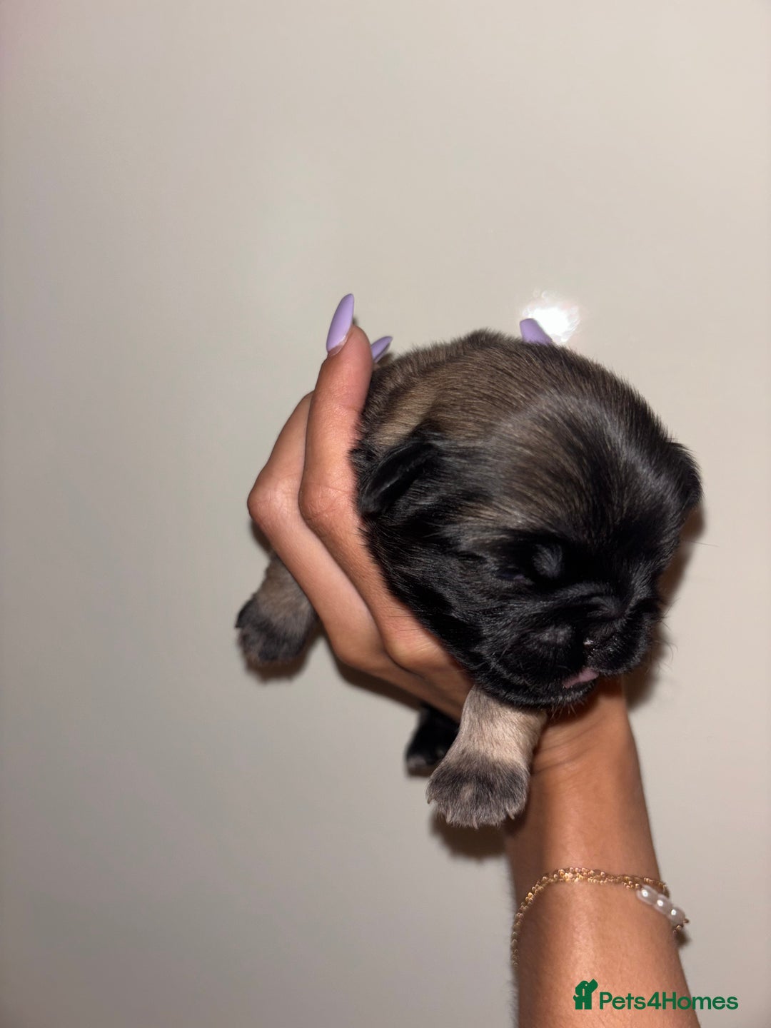 Pug dogs for sale: Beautiful kc registered Pug puppies - Image 22