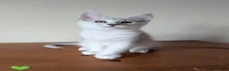 Maine Coon cats for sale: Maine Coon Kittens  - Advert 1