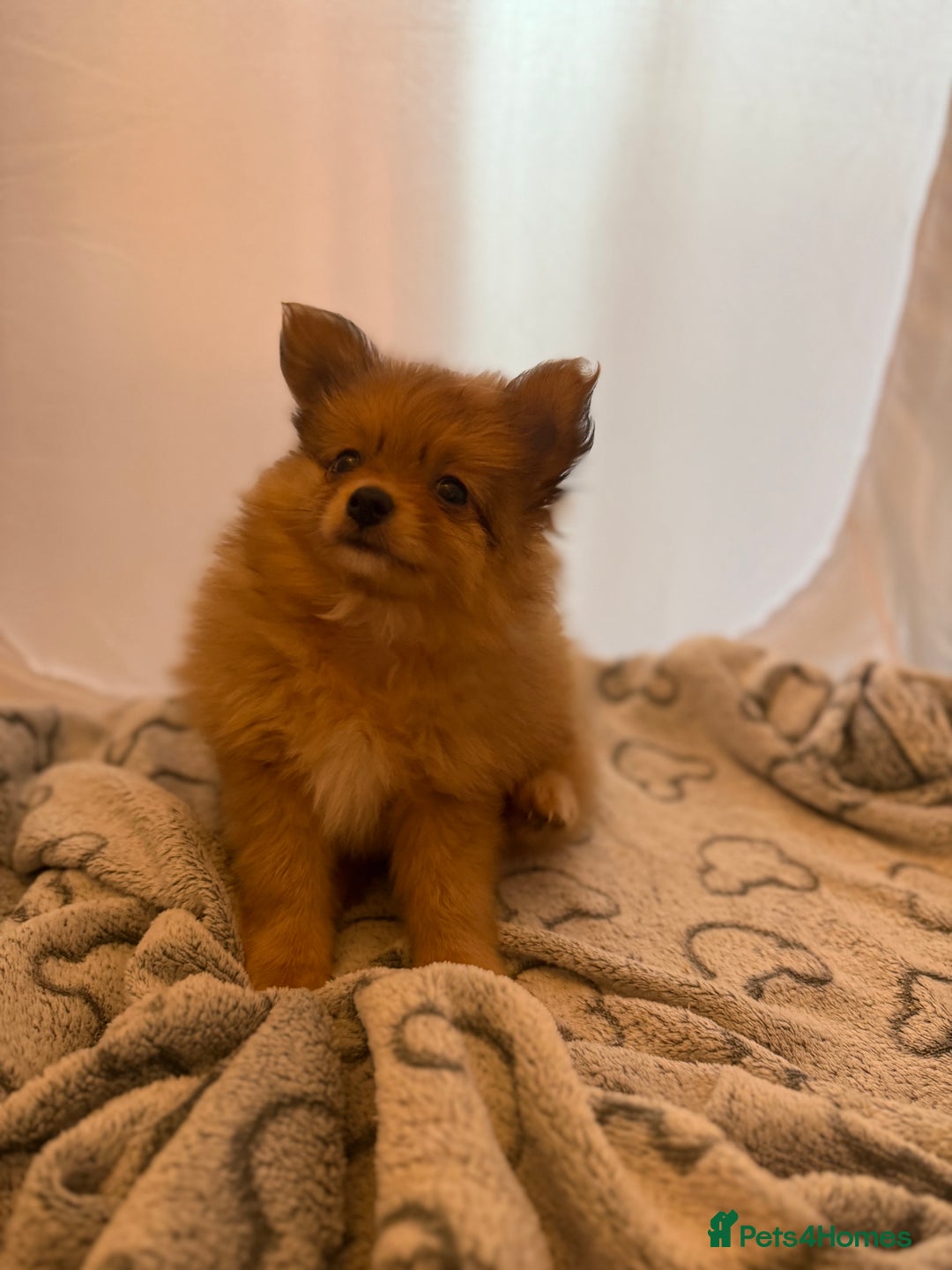Pomeranian dogs for sale: XS Pomeranian puppy boy  - Image 4