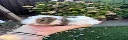 Guinea Pig rodents for sale: Baby sows - Advert 4