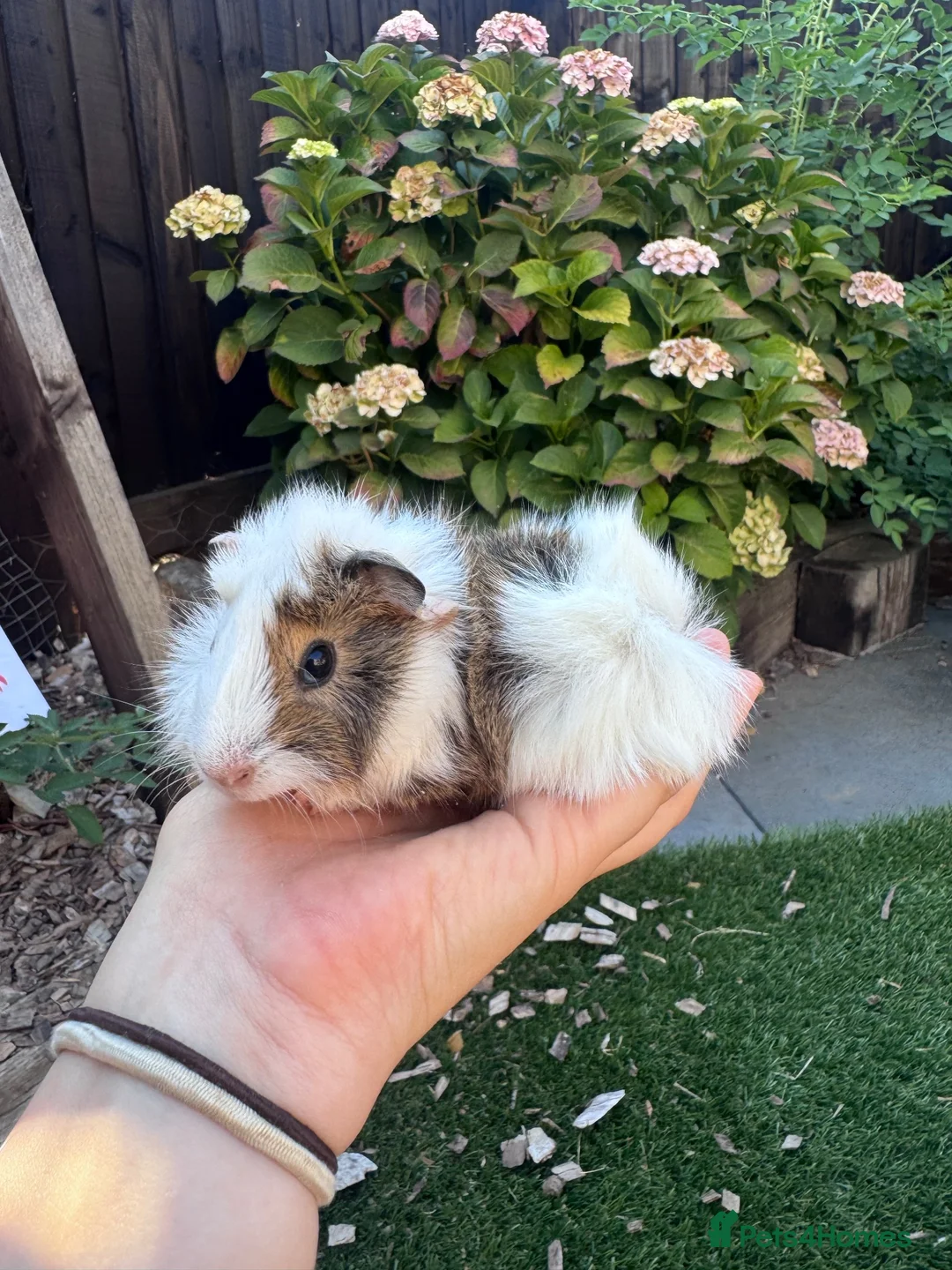 Guinea Pig rodents for sale: Baby sows - Advert 4